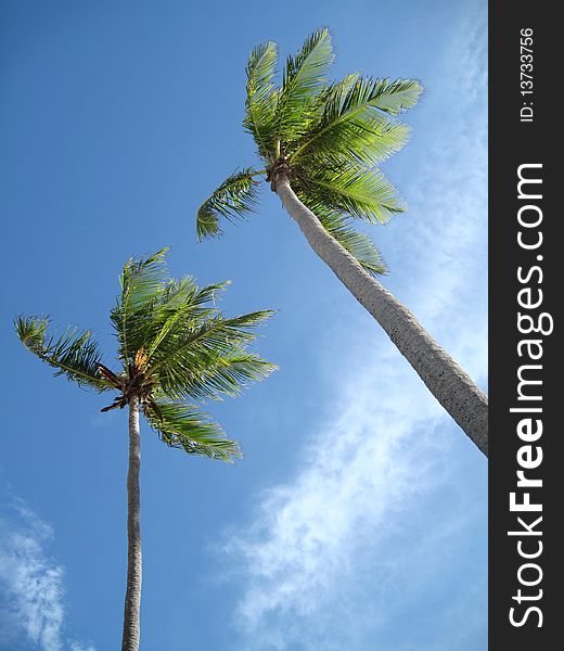 Palm trees on sky background