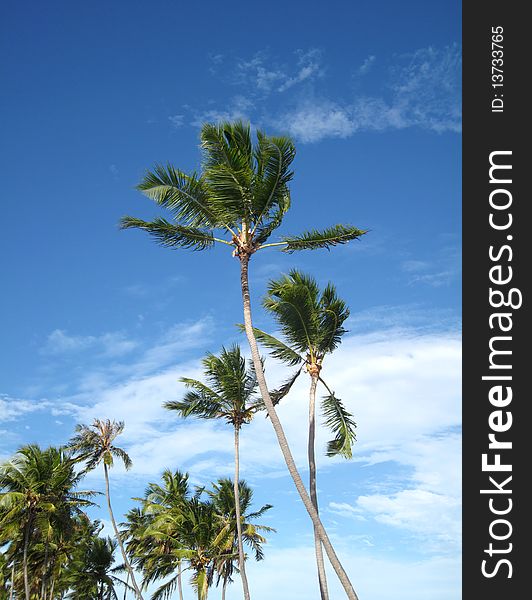 Palm trees and sky background