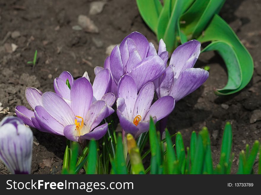 Gentle spring crocus flower garden in the morning. Gentle spring crocus flower garden in the morning