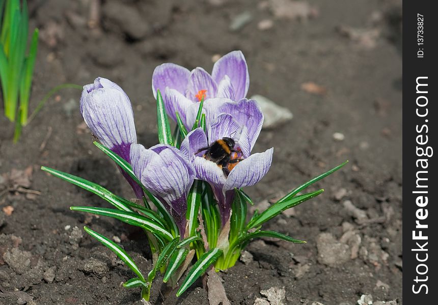 Bee pollinating flower in the spring crocus. Bee pollinating flower in the spring crocus