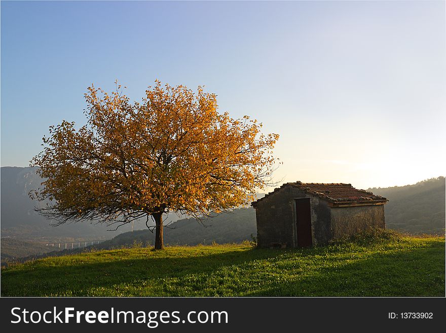 Yellow tree and near house. Yellow tree and near house