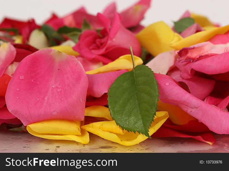 Which leaves a natural-color view of the roses. Which leaves a natural-color view of the roses