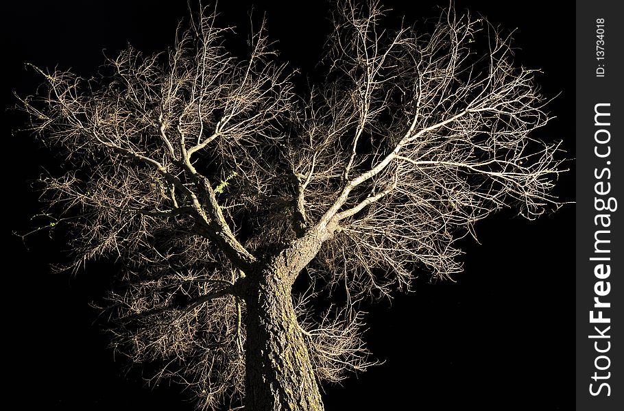 Winter Bare Tree