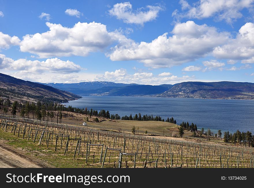 Vineyard in early spring with lake and moutains in background