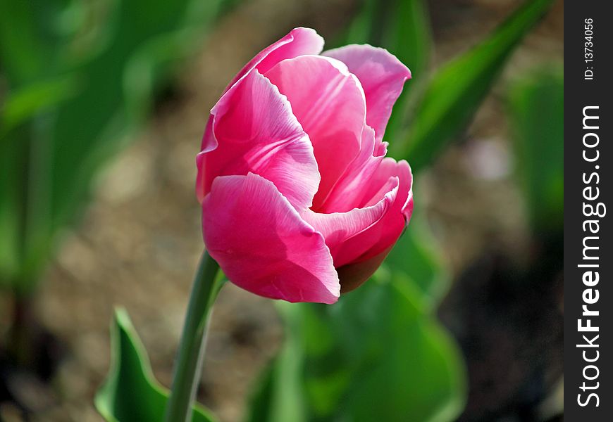 A pink tulip blooming in early spring. A pink tulip blooming in early spring.