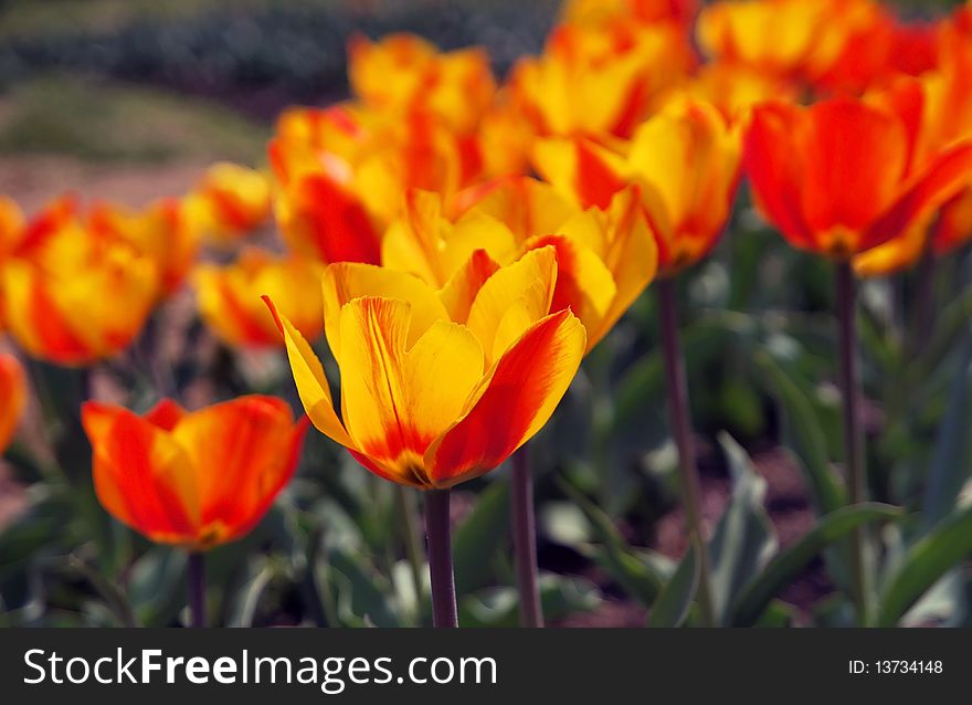 A field of multi-colored tulips blooming in early spring. A field of multi-colored tulips blooming in early spring.