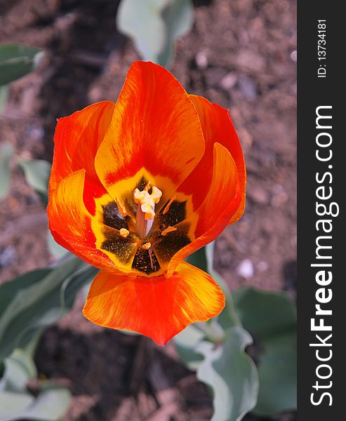 A multi-colored tulip blooming in early spring. A multi-colored tulip blooming in early spring.