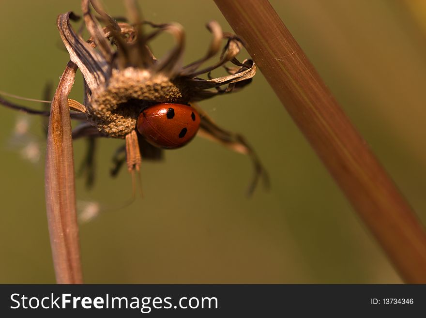 Little red ladybug closeup on dry plant