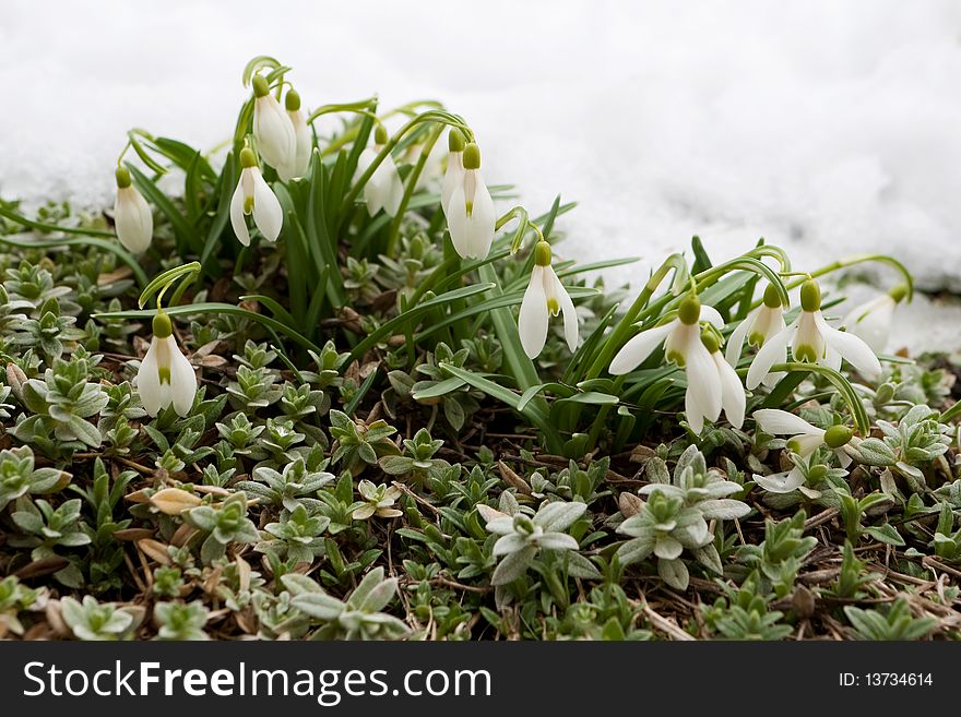 Snowdrom is seasonal flower at the beginning of spring. Snowdrom is seasonal flower at the beginning of spring