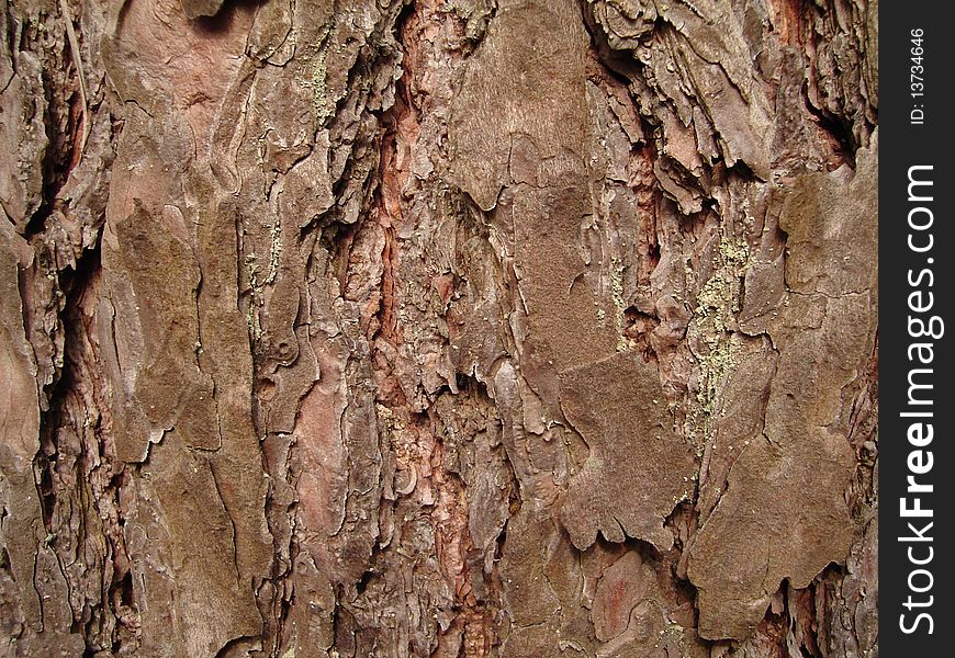 Тне texture tree bark
