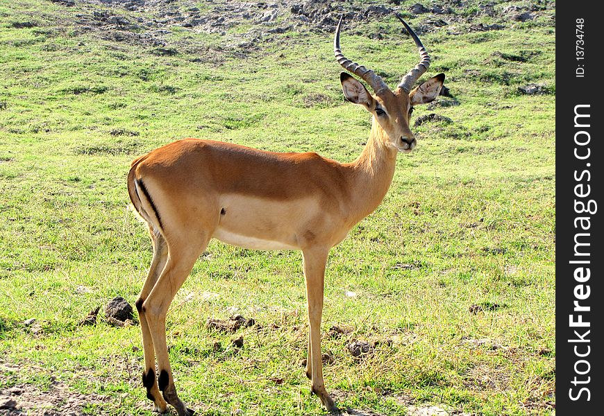 Young impala male  in Chobe National Park, Botswana