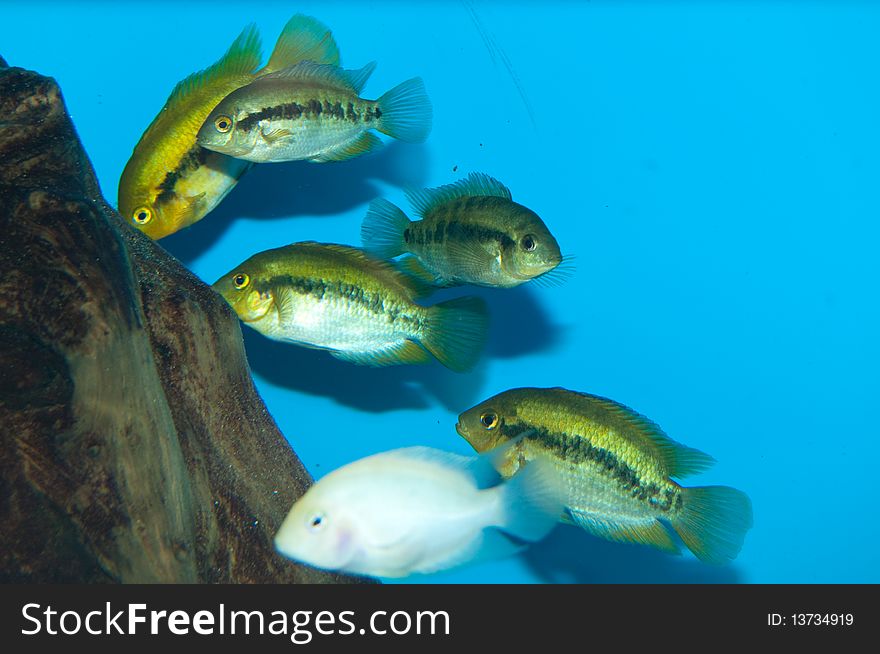 Cichlids Group In Aquarium
