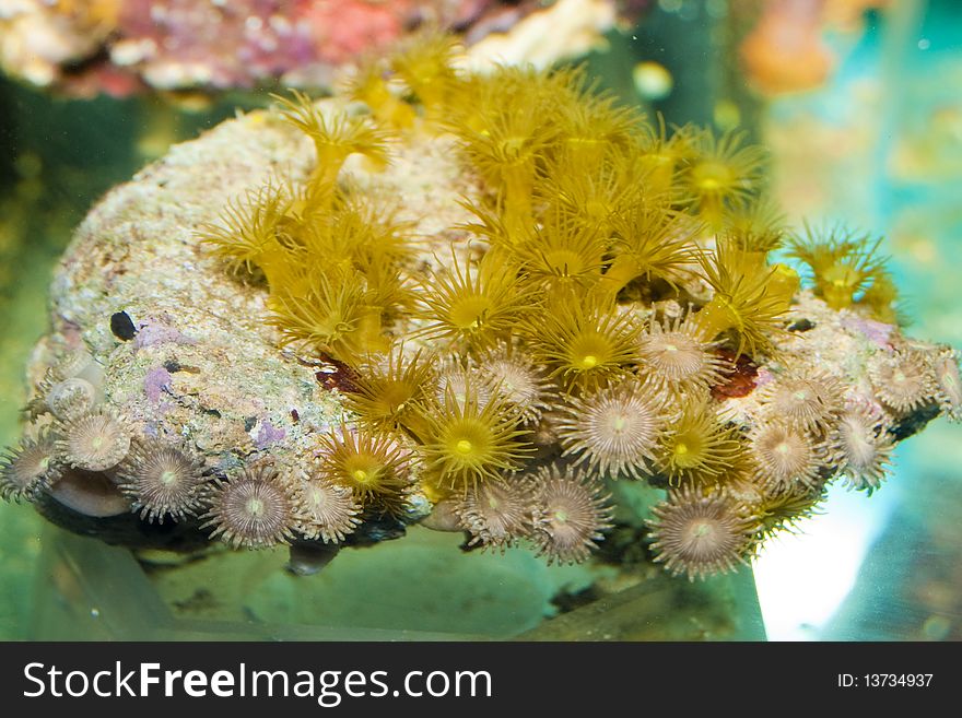 Coral Polyps in Saltwater Aquarium. Coral Polyps in Saltwater Aquarium