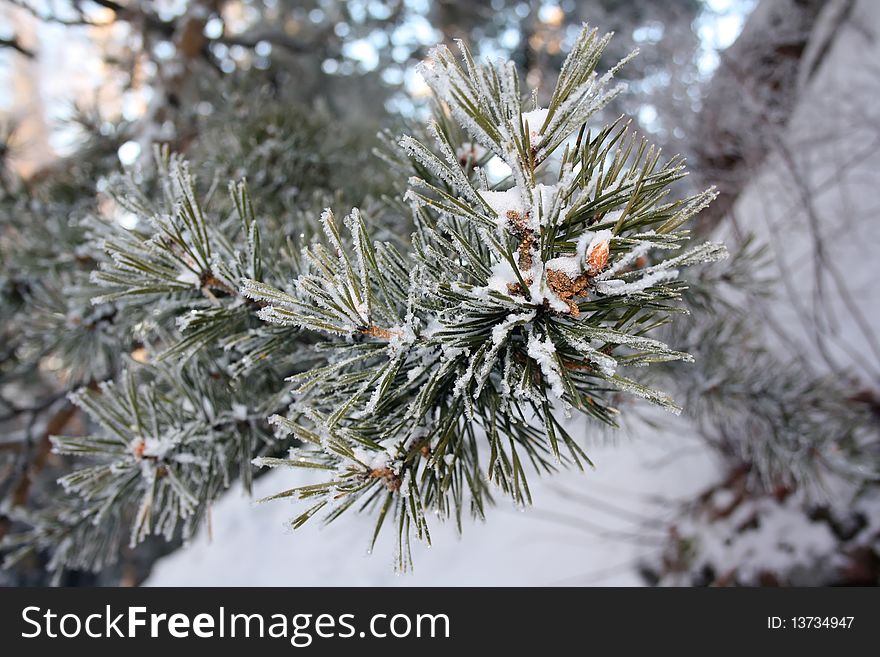 Pine branch in hoarfrost and ice in winter forest in the frosty day. Pine branch in hoarfrost and ice in winter forest in the frosty day