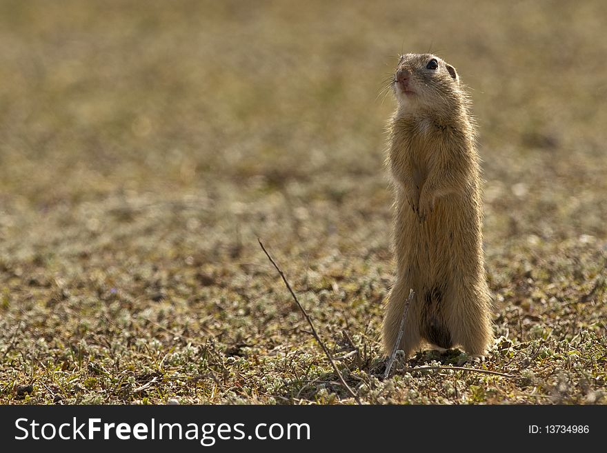 European Groun Squirrel Or Souslik