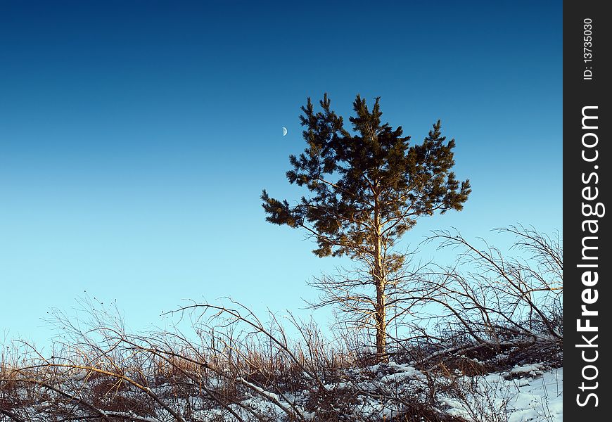 Pine, sky and moon. Winter landscape. Pine, sky and moon. Winter landscape.