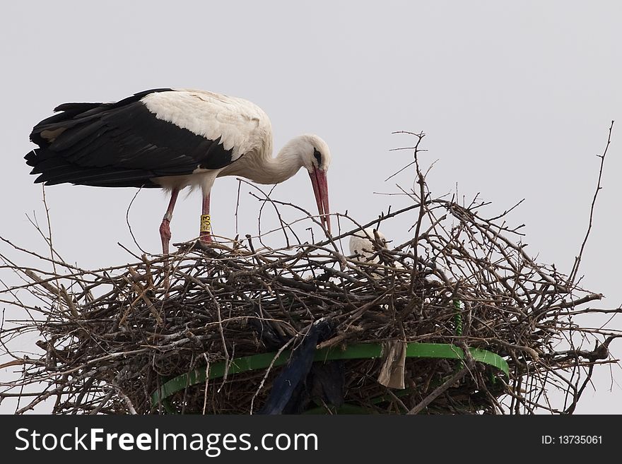 White Stork (Ciconia ciconia) on nest. White Stork (Ciconia ciconia) on nest