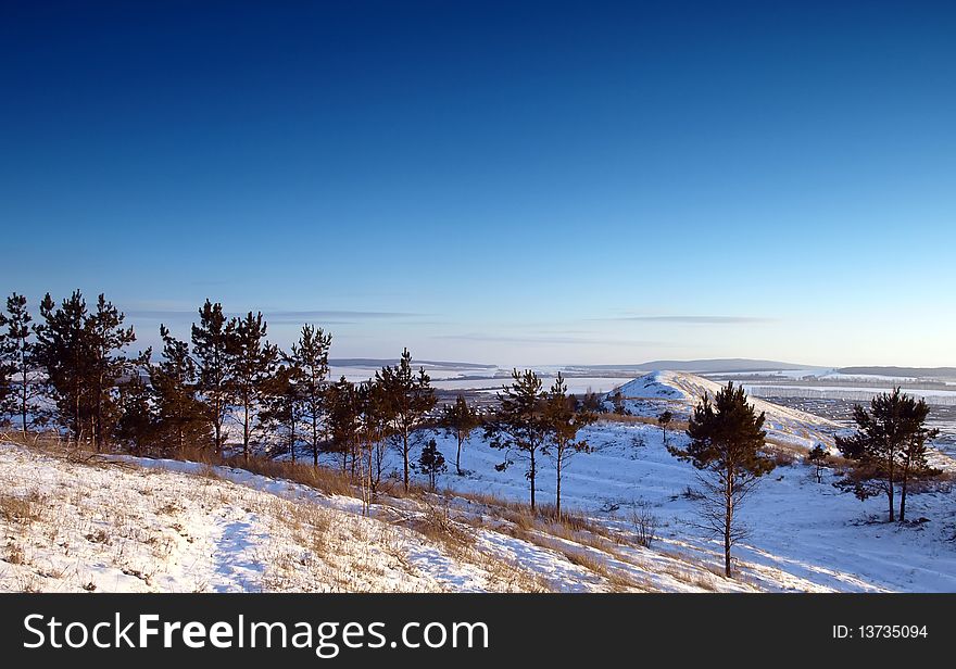 Winter landscape with hill and pines.