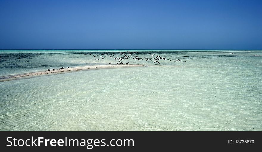 Birds flying over clear waters in blue lagoon, Red Sea Egypt. Birds flying over clear waters in blue lagoon, Red Sea Egypt