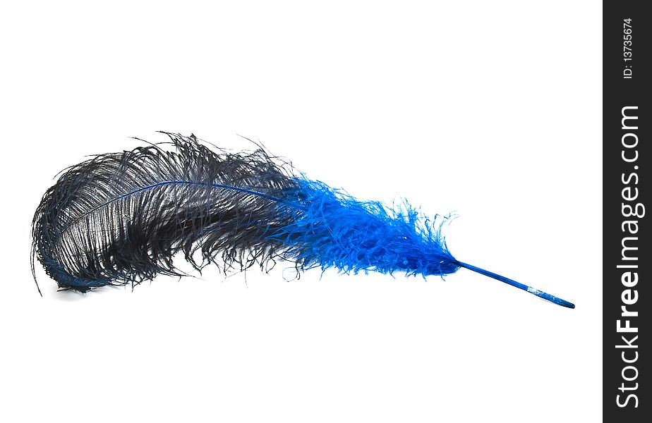 Bright blue ostrich's feather on a white background