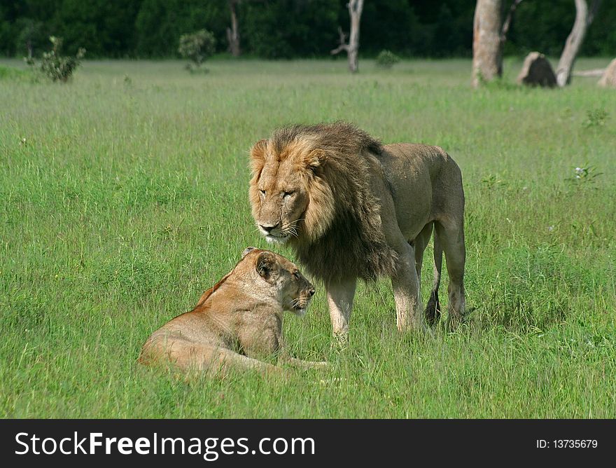Lion male greeting female during mating session