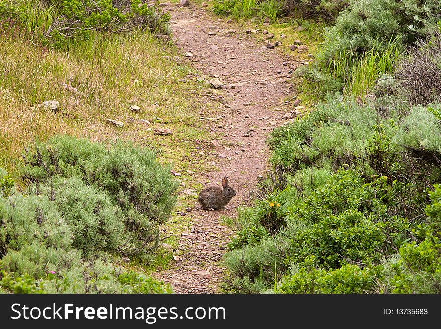 Brush Rabbit On A Hiking Trail