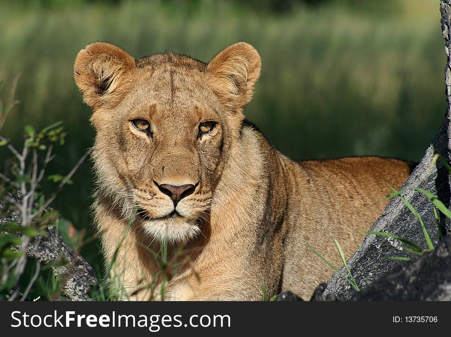 Female lion, Okavango Delta, Botswana, Africa. Female lion, Okavango Delta, Botswana, Africa