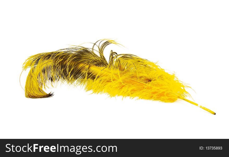 Bright yellow ostrich's feather on a white background