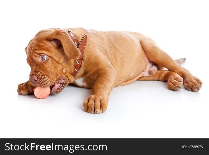 Puppy of Dogue de Bordeaux (French mastiff). Isolated on white background