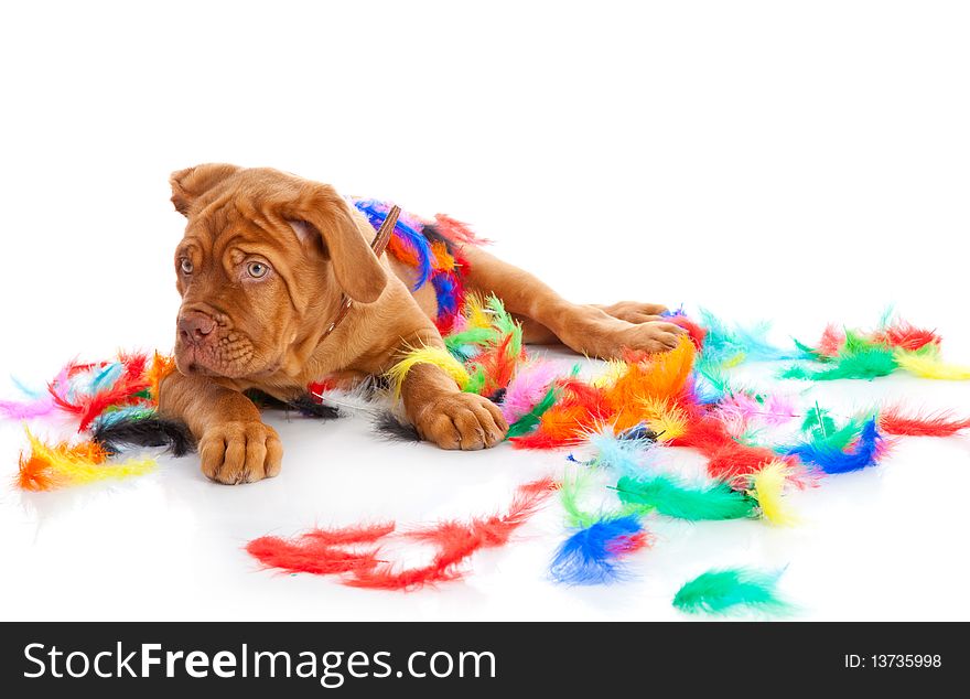 Puppy of Dogue de Bordeaux (French mastiff). Isolated on white background