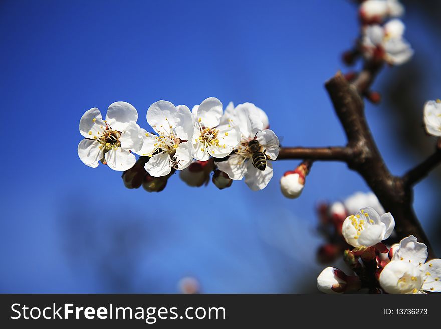 White apple blossoms and bee with selective focus