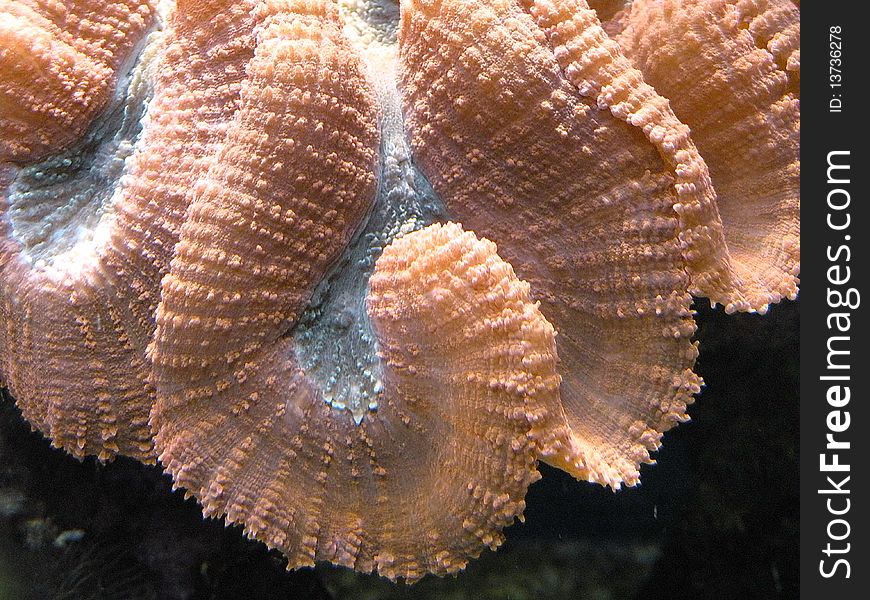Pink coral reef at the aquarium