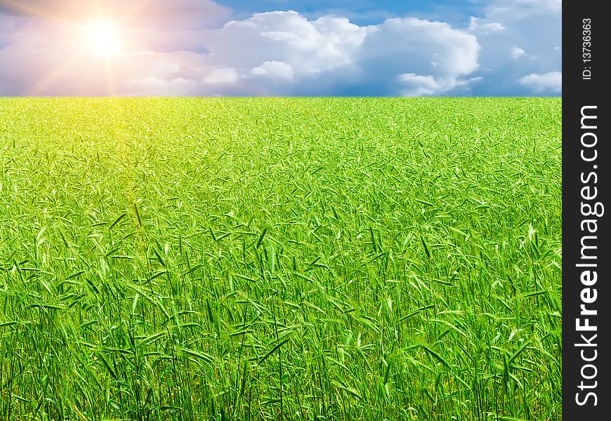 Wheaten field to horizon in beams of the summer sun. Wheaten field to horizon in beams of the summer sun