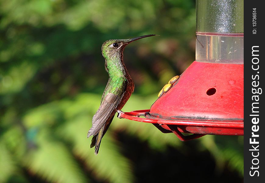 Colibri in Amazonia in Peru