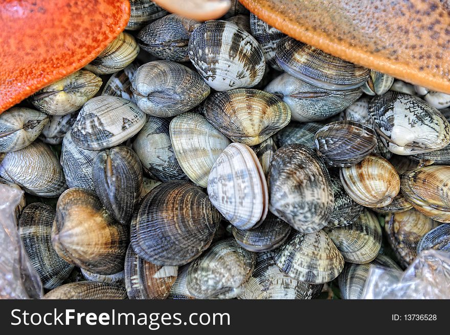 Shot of a beach shell background. Shot of a beach shell background