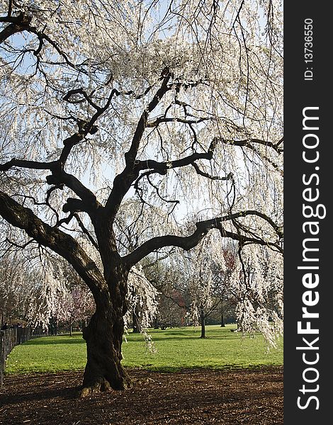 This is an image of a Weeping Cherry tree.