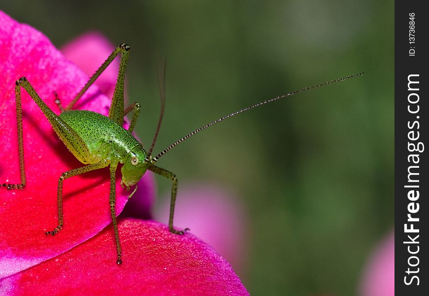A lovely little grasshopper striking a pose. A lovely little grasshopper striking a pose.