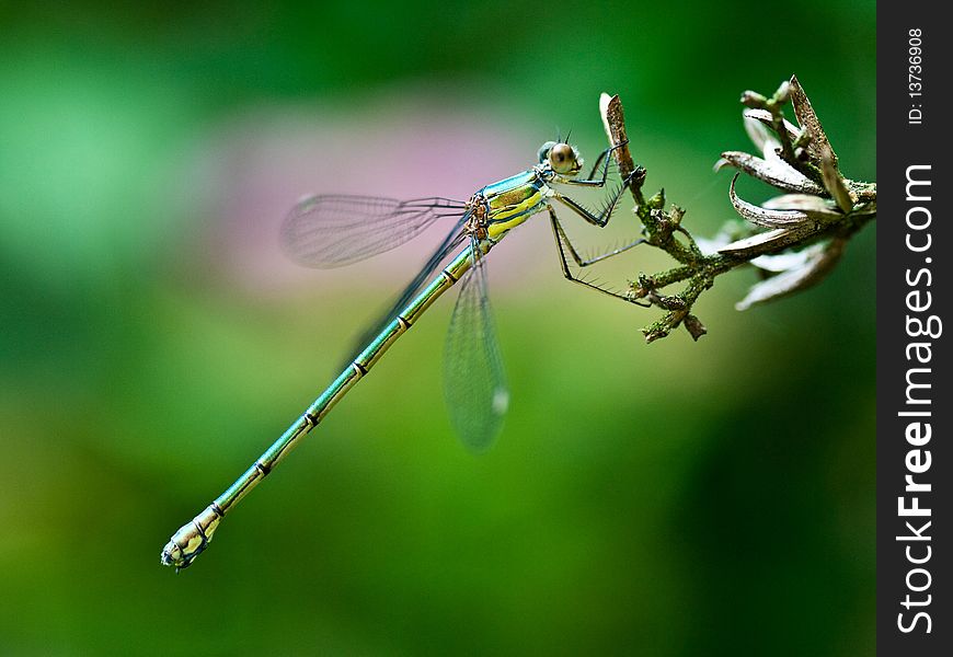 A dragonfly in the right spot. A dragonfly in the right spot.