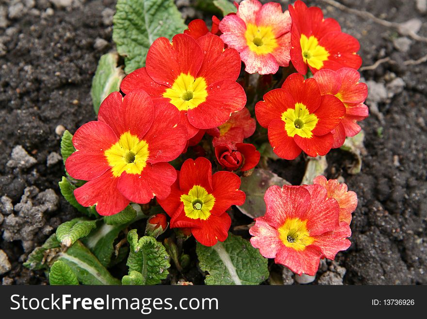 Some red primulas growing and blooming in spring