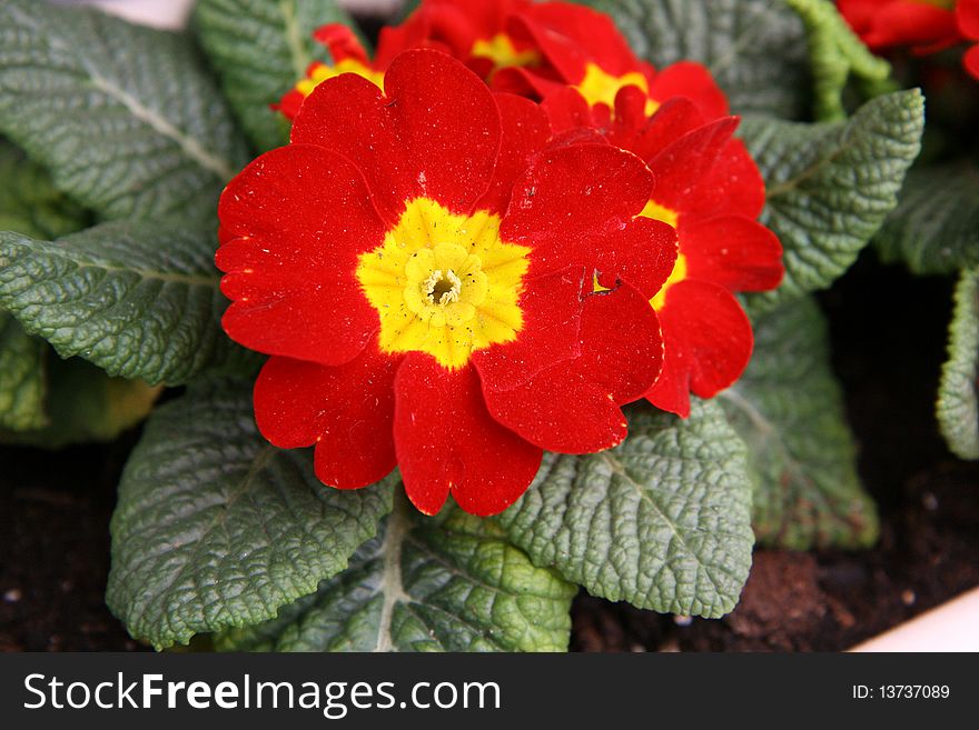 Red Primulas
