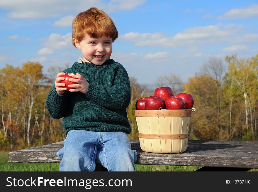 A little boy enjoys eating a Haralson apple while sitting on a picnic table with a bushel basket of the fruit. A little boy enjoys eating a Haralson apple while sitting on a picnic table with a bushel basket of the fruit
