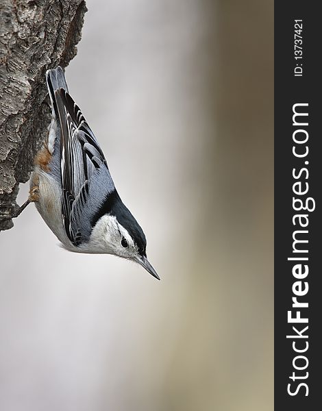 White-breasted Nuthatch (Sitta carolinenss carolinensis), male on a tree.