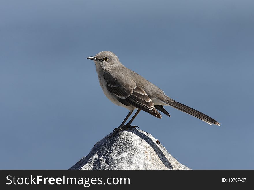 Northern Mockingbird (Mimus polyglottos), sitting on large rock with ocean in background