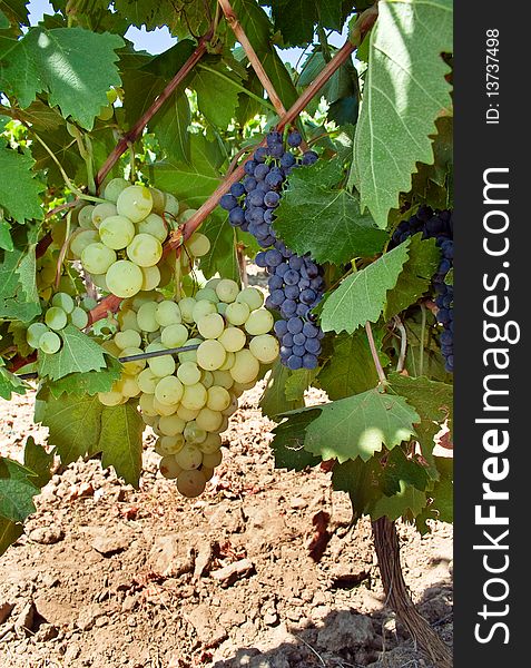 White and red grape grown together