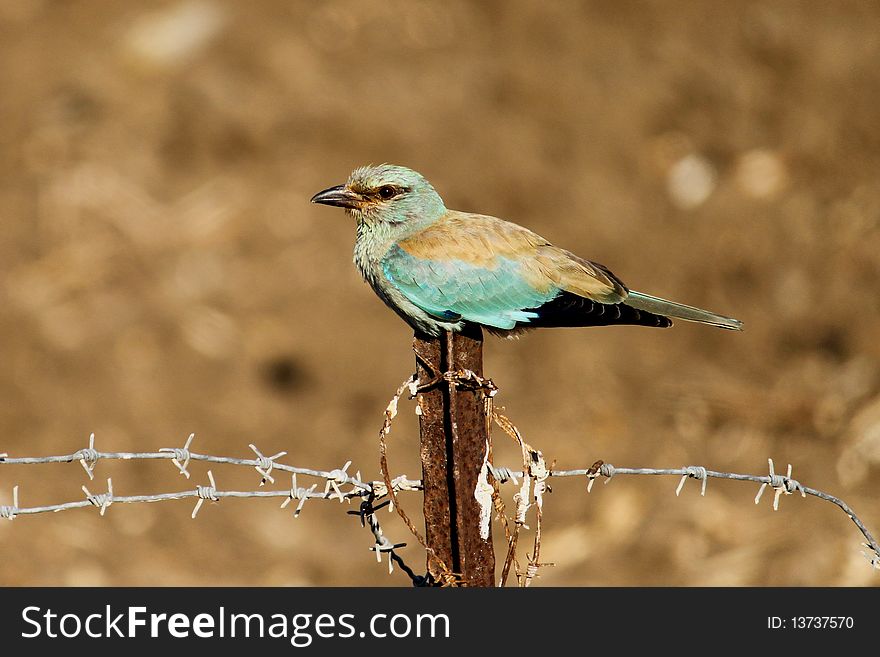 Blue and brown bird sitting on a still barbed wire fence.