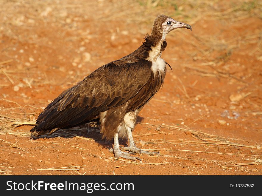 The small hooded vulture, Chobe National Park,Botswana, Africa. The small hooded vulture, Chobe National Park,Botswana, Africa
