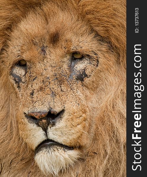 Close up to a male lion. Close up to a male lion.