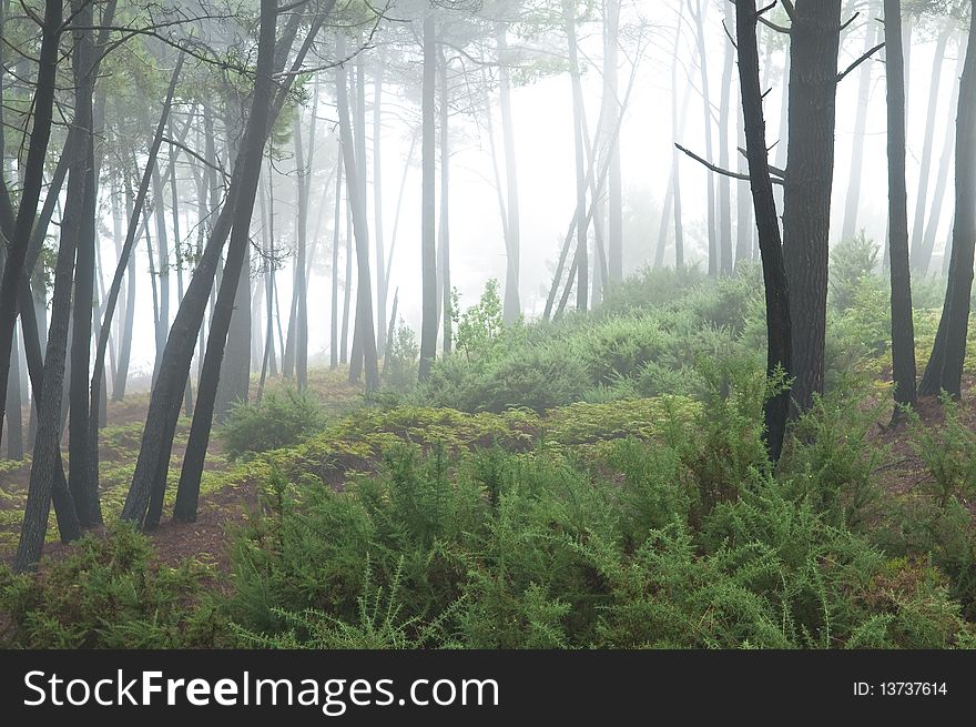 Misty forest, Madeira mountains, Portugal