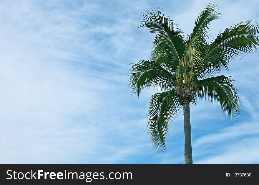 Crisp blue sky supporting coconut tree