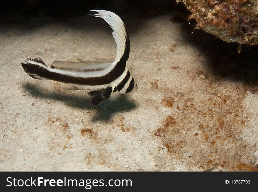 Spotted Drum (Equetus punctatus) swimming near sandy bottom